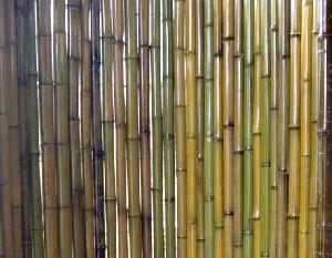 green bamboo fence