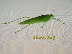 Interested In The Importers Who Are Interested In Our Wire Mesh Related Products As Insect Screen