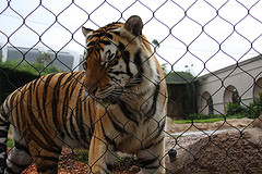 Electric Chain Link Fence, Window Screen