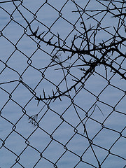 Galvanized Low Carbon Steel Chain Link Fence Wire Mesh