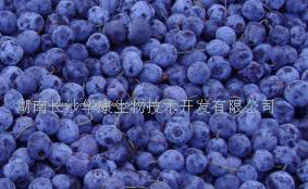 Blueberry P. E