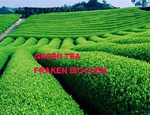 Green Tea Extract