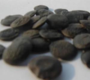 griffonia seed extract 5 htp