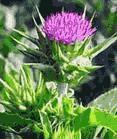 milk thistle p e