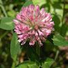 Red Clover Extract