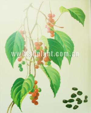 schisandra extract