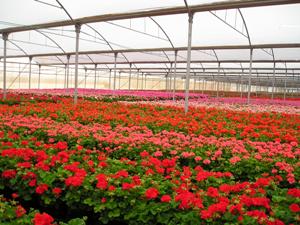 Plant Shade Houses Manufactured By Telman Greenhouse