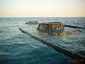 Offshore Fish Farming, Subflex