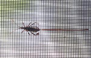16x16mesh Plastic Insect Screening