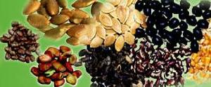 Seeds Exporters India