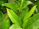 Iso Certificated Green Tea Extract