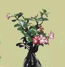 Adenium Plant To Sell