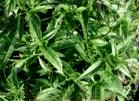andrographis paniculate extract
