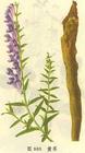 baicalin extract