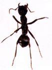 ant p e