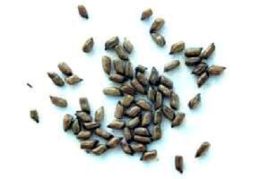 Cassia Seed P E