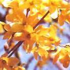 Forsythia Fructus Extract