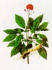 ginseng extract powder