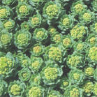 Rhodiola P E