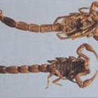 Scorpion P E