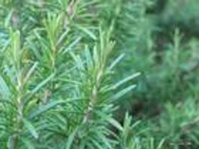 Rosemary Extract