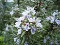 Rosemary Hydrosol