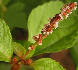 acalypha australis