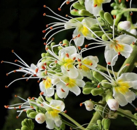 Aesculus Chinensis