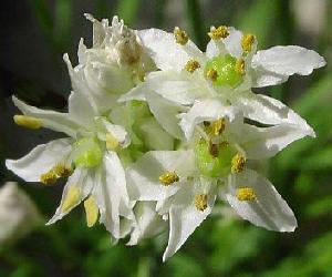 allium tuberosum