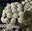 angelica sinensis