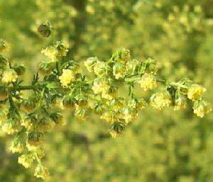 Artemisia Annua