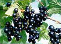 Black Currants Extract