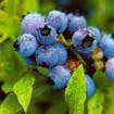 blueberry anthocyanin vacc inium uliginosum