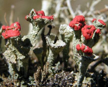 Cup Lichen Extract