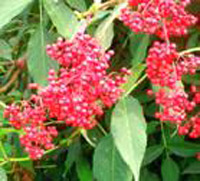 elderberry extract