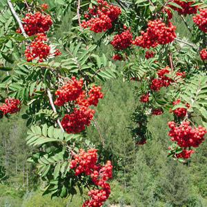Sorbus Pohuashanensis