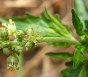 Speranskia Tuberculata