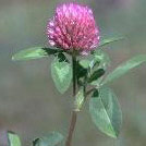 Trifolium Pratense