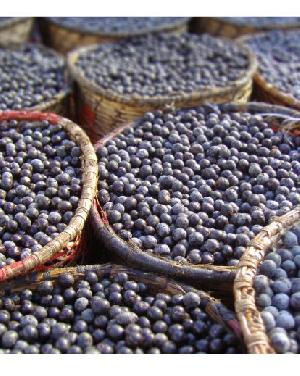 Wholesale Organic Acai Berry