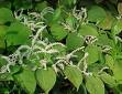 polygonum cuspidatum resveratrol