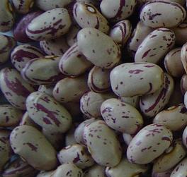 Sell All Kinds Of Beans, Light Speckled Kidney Bean