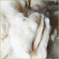 clipped wool