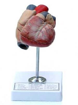 anatomical zoological models