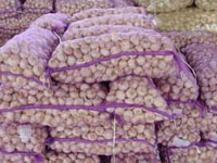 awesome garlic