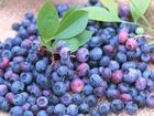 Blueberry Extract