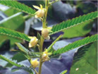 cassia nomame extracts