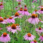 Echinacea Extract