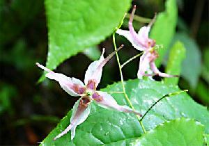 epimedium extract