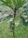 Eurycoma Longifolia Jack Extract