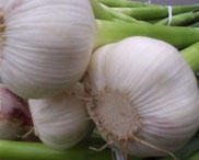 Garlic Extract